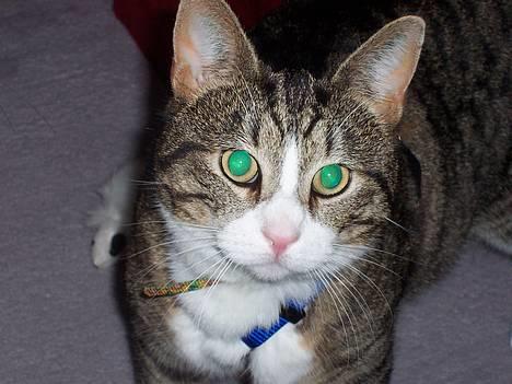 Huskat Malte (EFTERLYSNING!!) - Sys han er sååh kær herpå <33 billede 1