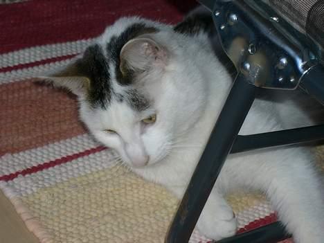 Huskat Elvis (Abekatten) billede 9