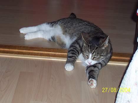 Huskat Malte (EFTERLYSNING!!) - Holder vagt i døren .. :P billede 2