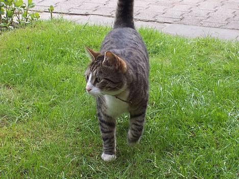 Huskat Malte (EFTERLYSNING!!) - Malte ude i haven .. Sommeren 2004 ..  billede 3