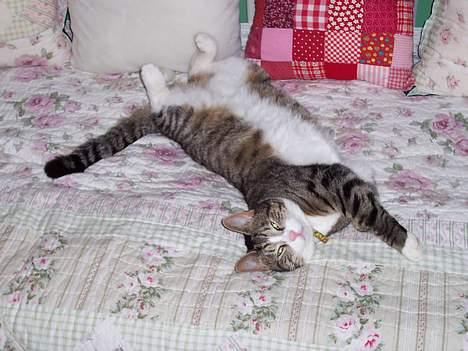 Huskat Malte (EFTERLYSNING!!) - ZzZz billede 4