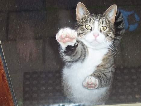 Huskat Malte (EFTERLYSNING!!) - Her står han udenfor og vil meget gerne ind ..  billede 5