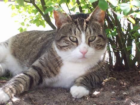 Huskat Malte (EFTERLYSNING!!) billede 6