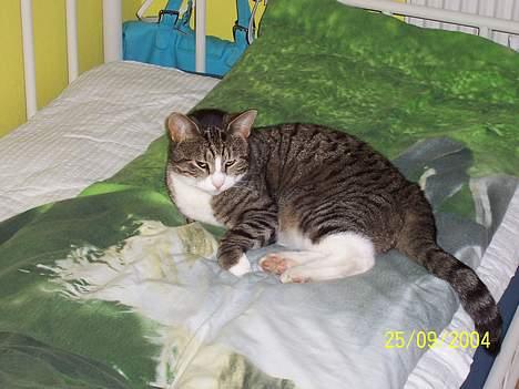 Huskat Malte (EFTERLYSNING!!) billede 7