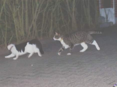 Huskat Malte (EFTERLYSNING!!) - Her er så Malte, og hans bedste ven, naboens kat Domino ! ..  billede 8