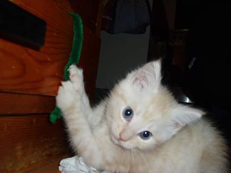 Maine Coon Moritz billede 1