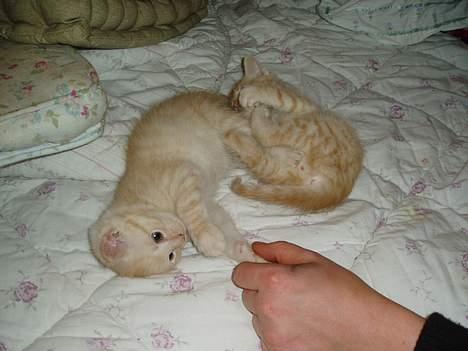 Maine Coon Moritz billede 2