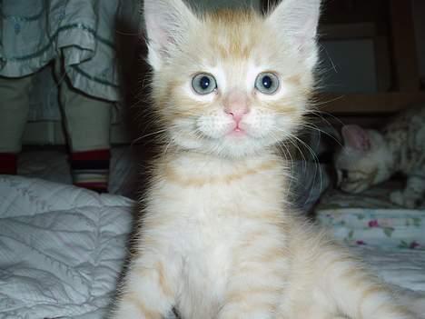 Maine Coon Linus billede 1