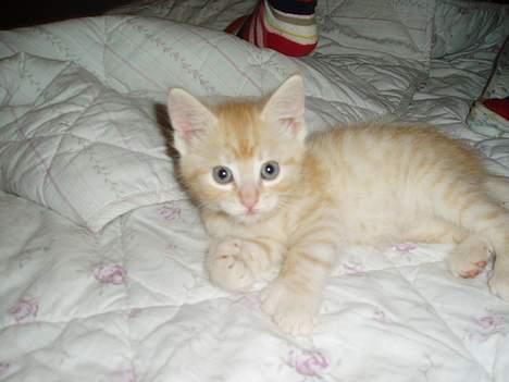 Maine Coon Linus billede 2