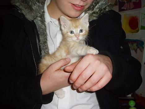 Maine Coon Linus billede 3