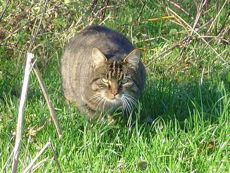 Blanding af racer Polle billede 5