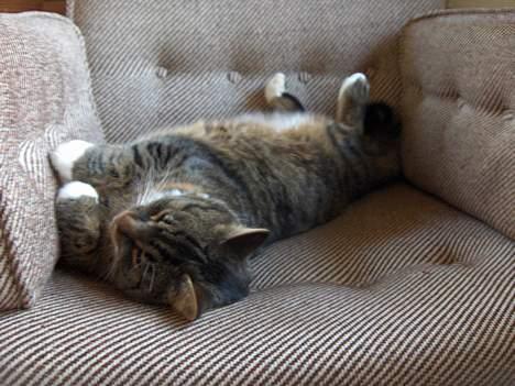 Blanding af racer Polle billede 6