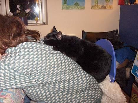 Blanding af racer Den Lille Sorte - mors kat :) billede 7