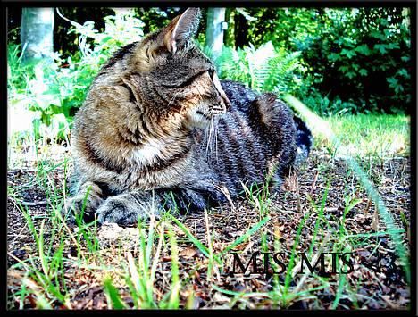 Blanding af racer MisMis *Prinsessen* billede 1