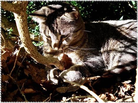 Blanding af racer MisMis *Prinsessen* billede 2