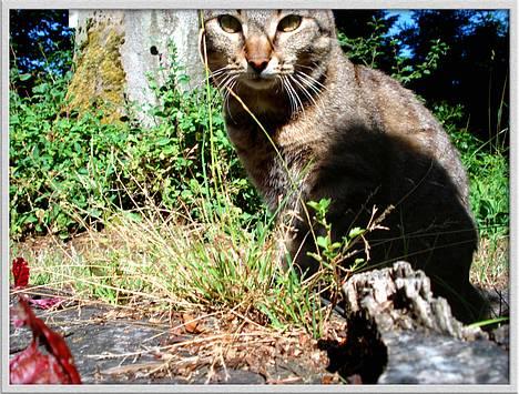 Blanding af racer MisMis *Prinsessen* billede 3