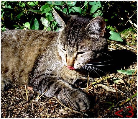 Blanding af racer MisMis *Prinsessen* billede 4