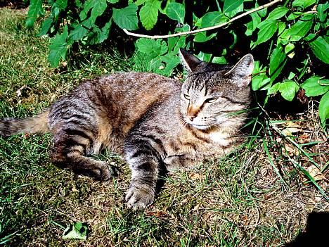 Blanding af racer MisMis *Prinsessen* billede 5