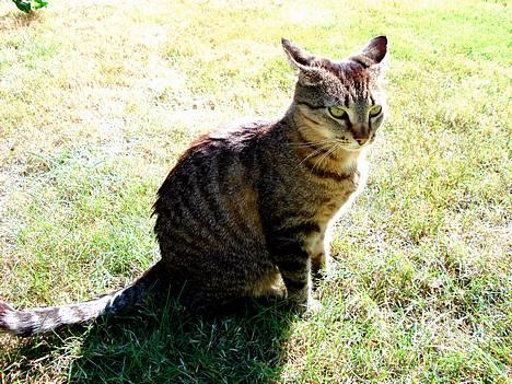 Blanding af racer MisMis *Prinsessen* billede 6