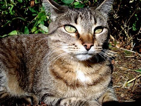 Blanding af racer MisMis *Prinsessen* billede 7