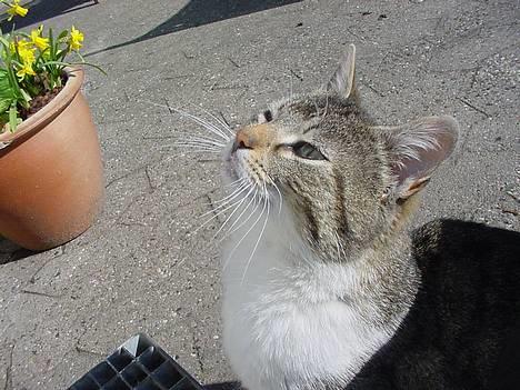 Huskat alex max band - er han ikke sød :) billede 1