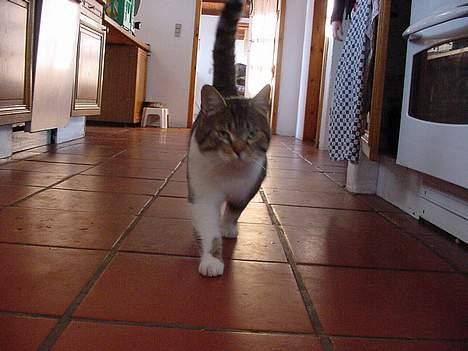 Huskat alex max band - sikke en underlig ting der hele tiden tager et eller andet af mig billede 4