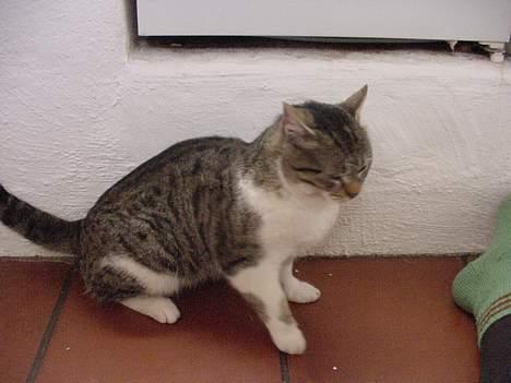 Huskat alex max band - mad ? billede 5