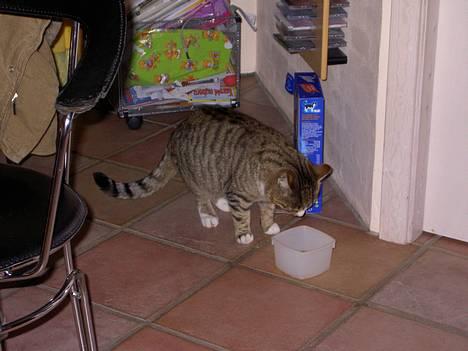 Blanding af racer Sumertime - Jah.. billede 3