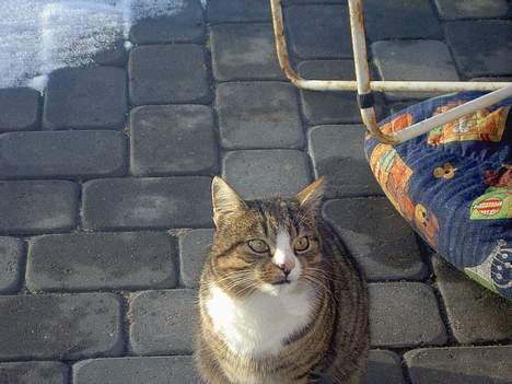 Blanding af racer Sumertime - Han er bestemt, han vil ikke ind hvis han ikke kan se en mad skål.. billede 4