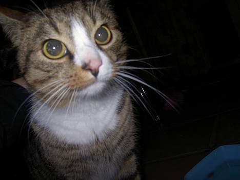 Blanding af racer Sumertime - Er han ikke bare smuk? billede 5