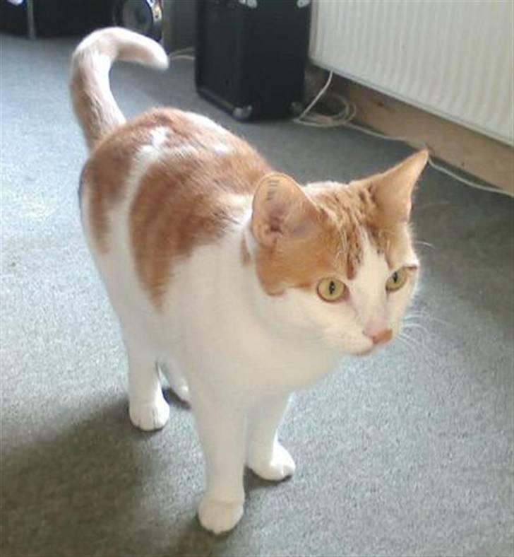 Huskat Mon Cheri - Dav med jer...... Jeg hedder Cheri billede 1