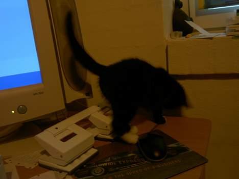 Blanding af racer Lyn - han elsker at hoppe ned bag computeren, for så er vi nød til at hjælpe ham op. Og han elsker opmærksomhed.. billede 3