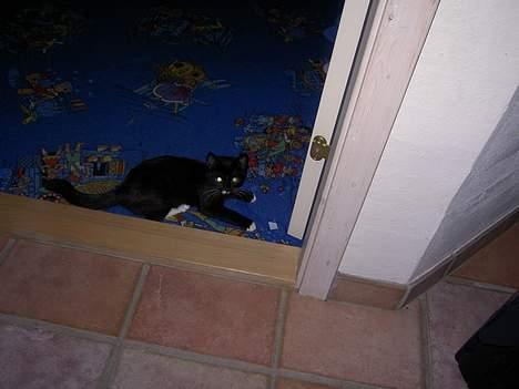 Blanding af racer Lyn - Han leger med min søsters dør.. billede 4