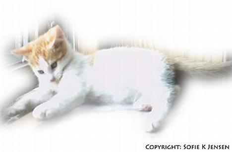 Huskat Mon Cheri - Jeg vil ha den sommerfugl derude.. billede 3