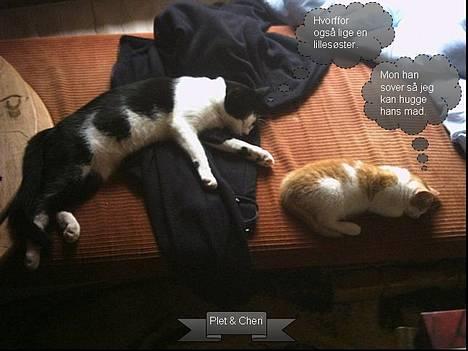 Huskat Mon Cheri - Det er min storebror.. billede 4