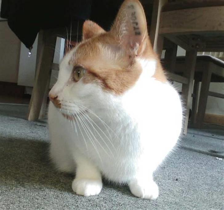 Huskat Mon Cheri - Jeg har fundet noget billede 2