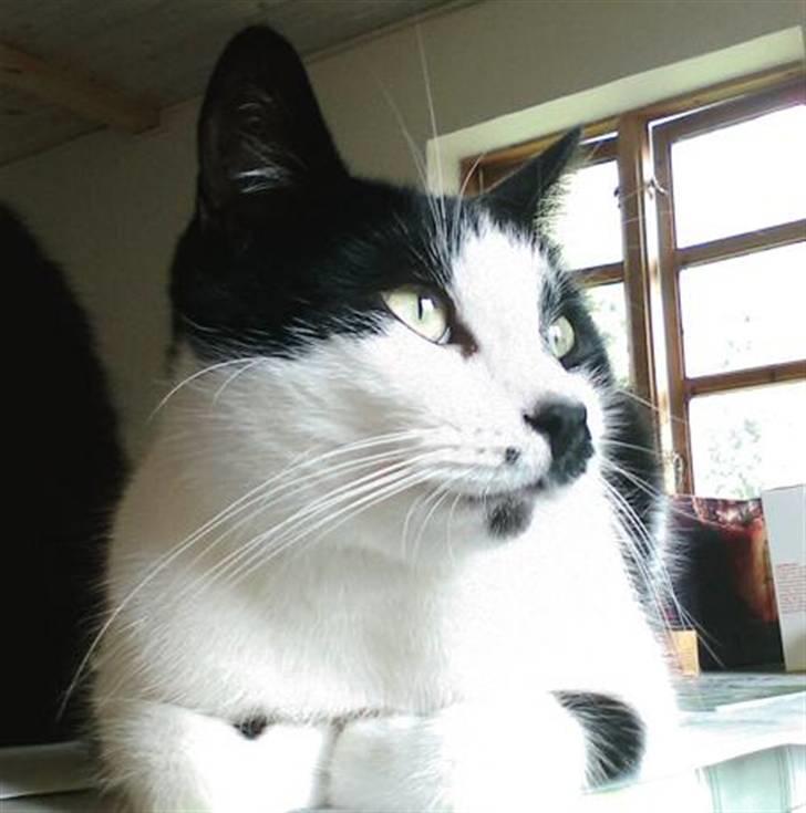 Huskat Plet - Hejsa, jeg hedder Plet billede 1