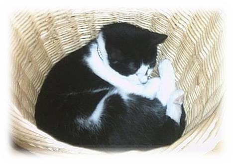 Huskat Plet - Jeg syntes lige at det kunne være hyggeligt og ligge her lidt billede 2