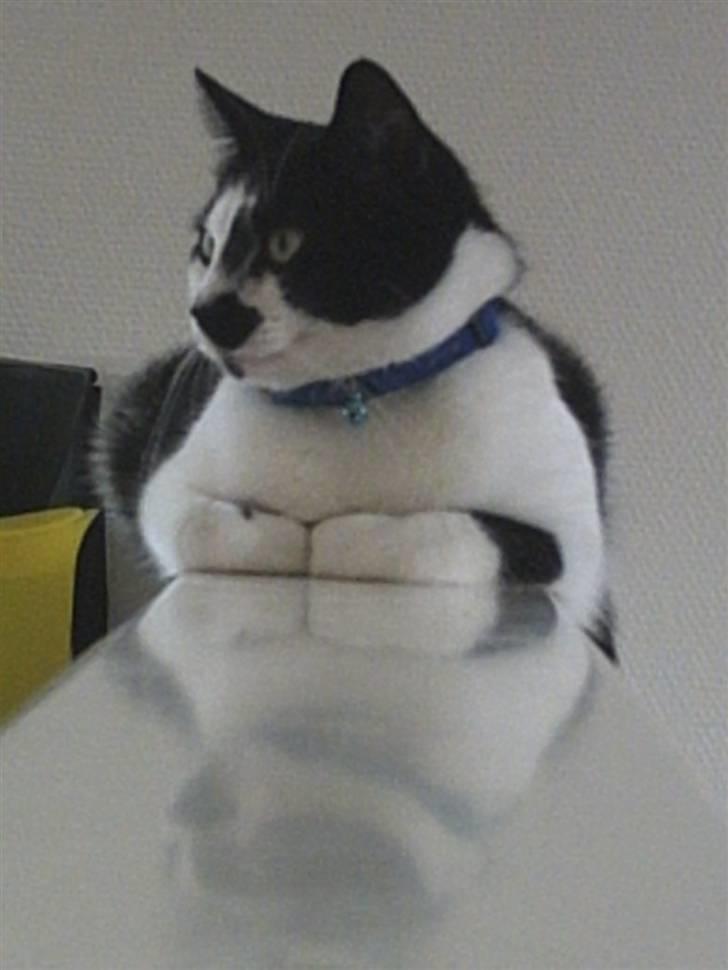 Huskat Plet billede 3