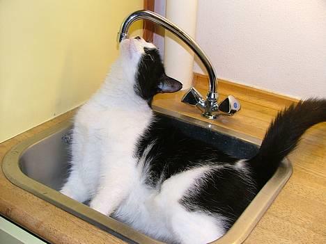 Blanding af racer Malthe 1998-2014 - Min vask, min vandhane :0) billede 7