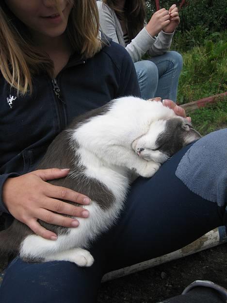 Blanding af racer bollis billede 4