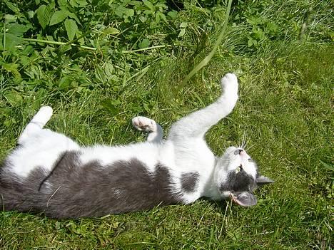 Blanding af racer bollis billede 5