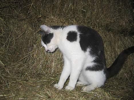 Blanding af racer bollis billede 6