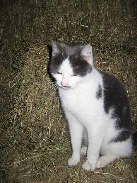 Blanding af racer bollis billede 7