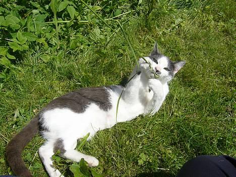 Blanding af racer bollis billede 8