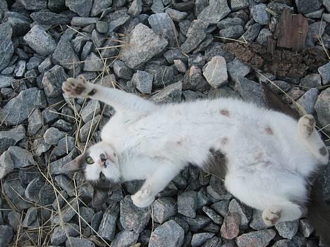 Blanding af racer bollis billede 9