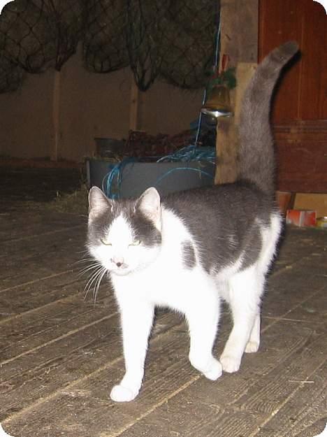 Blanding af racer bollis billede 10