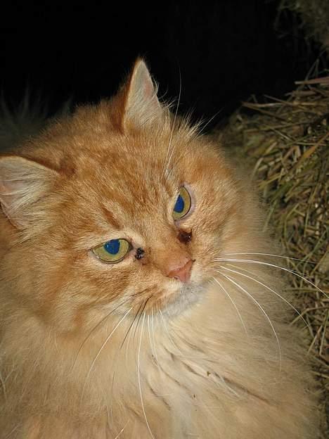 Blanding af racer Fersken billede 6