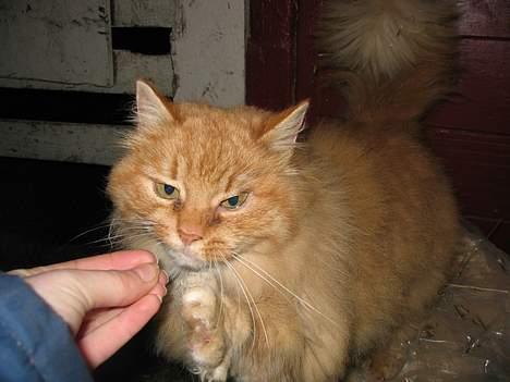 Blanding af racer Fersken billede 7