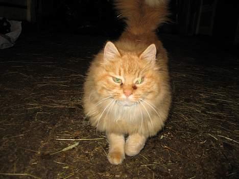 Blanding af racer Fersken billede 8